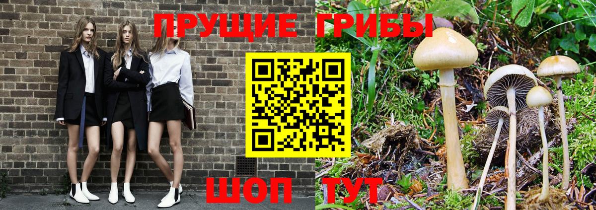 Псилоцибиновые грибы Psilocybe Можайск